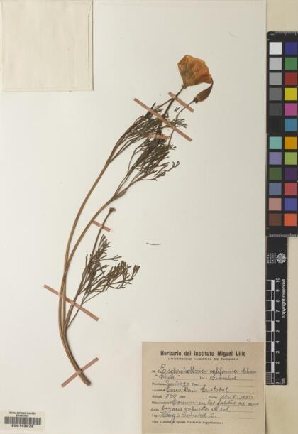 Eschscholzia californica [Espécimen: ]