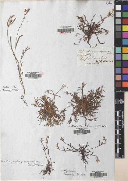 Plagiobothrys myosotoides [Espécimen: ]