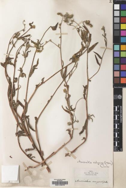 Amsinckia calycina [Espécimen: ]