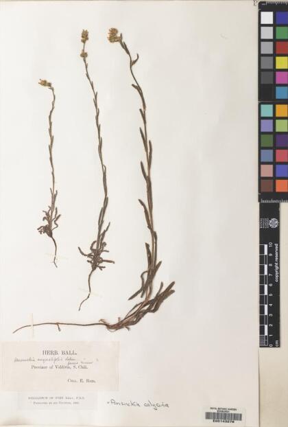 Amsinckia calycina [Espécimen: ]