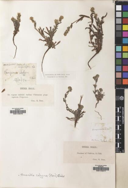 Amsinckia calycina [Espécimen: ]