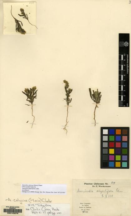 Amsinckia calycina [Espécimen: ]