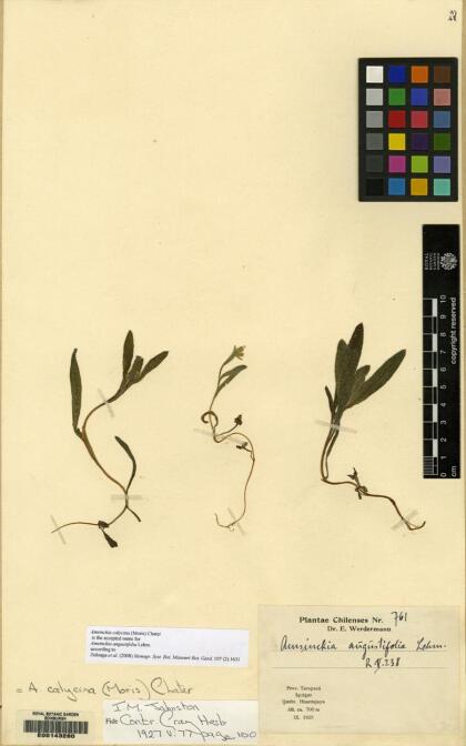 Amsinckia calycina [Espécimen: ]