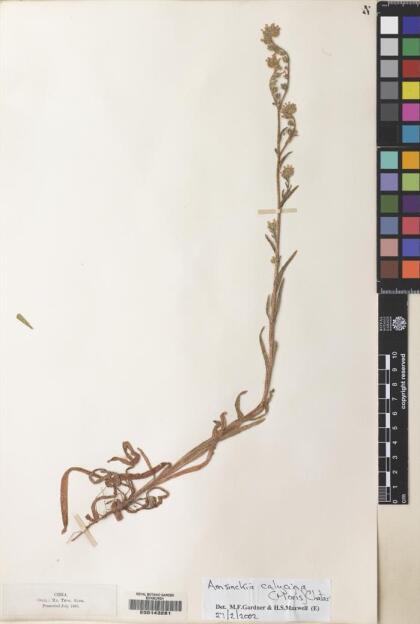 Amsinckia calycina [Espécimen: ]