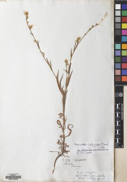 Amsinckia calycina [Espécimen: ]