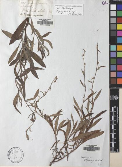 Selkirkia pauciflora [Espécimen: ]