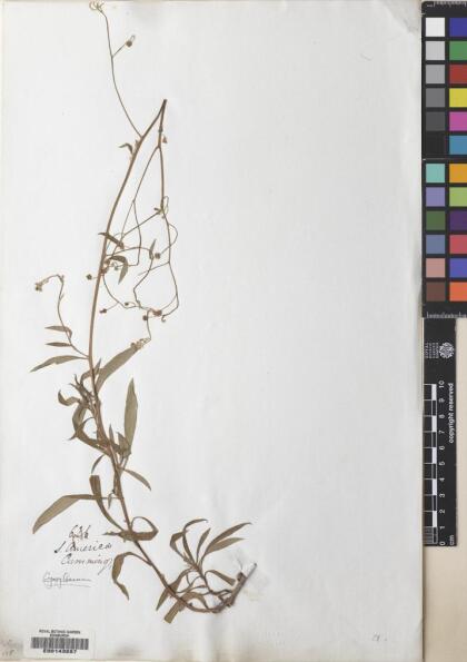 Selkirkia pauciflora [Espécimen: ]