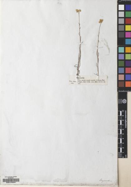 Cryptantha linearis [Espécimen: ]