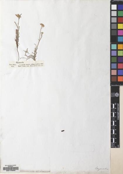 Cryptantha linearis [Espécimen: ]