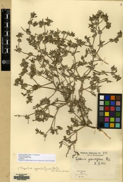 Tiquilia grandiflora [Espécimen: ]