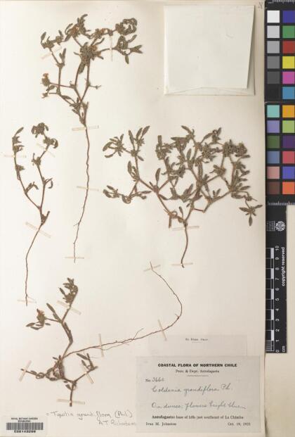 Tiquilia grandiflora [Espécimen: ]