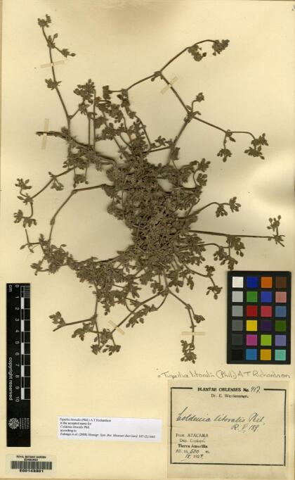 Tiquilia litoralis [Espécimen: ]