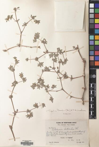 Tiquilia litoralis [Espécimen: ]