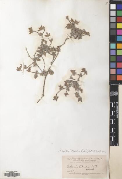 Tiquilia litoralis [Espécimen: ]