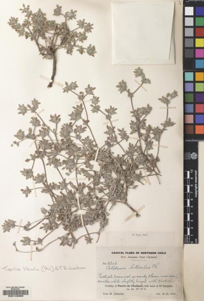 Tiquilia litoralis [Espécimen: ]