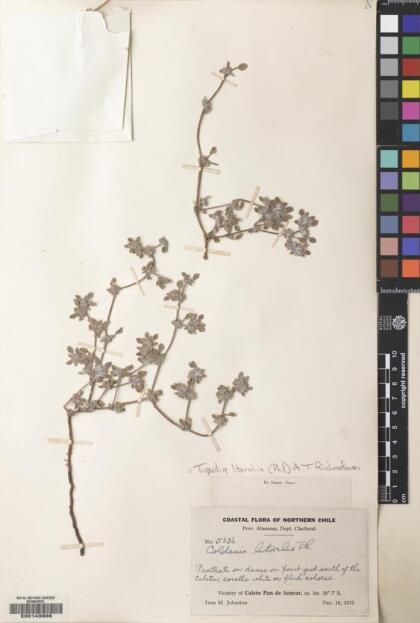 Tiquilia litoralis [Espécimen: ]