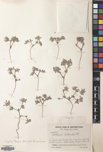 Tiquilia litoralis [Espécimen: ]