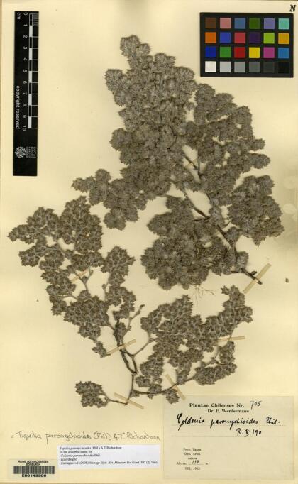 Tiquilia paronychioides [Espécimen: ]