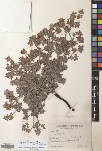 Tiquilia litoralis [Espécimen: ]