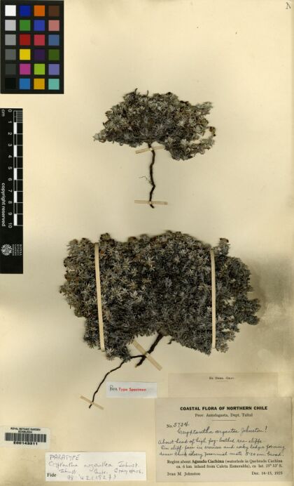 Cryptantha argentea [Espécimen: ]