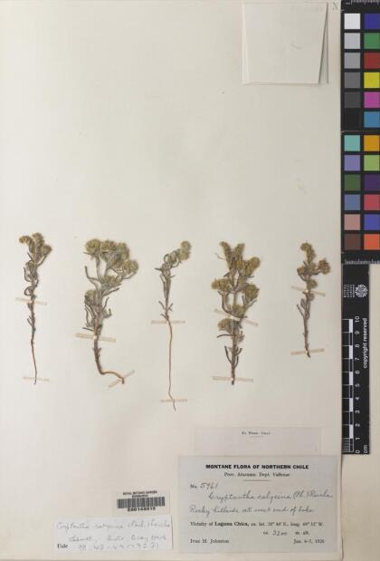Cryptantha calycina [Espécimen: ]