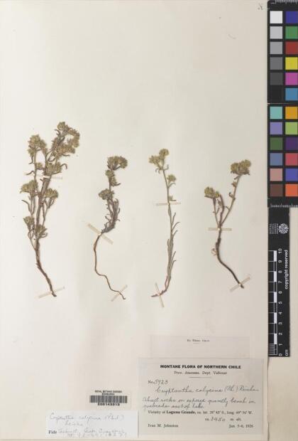 Cryptantha calycina [Espécimen: ]