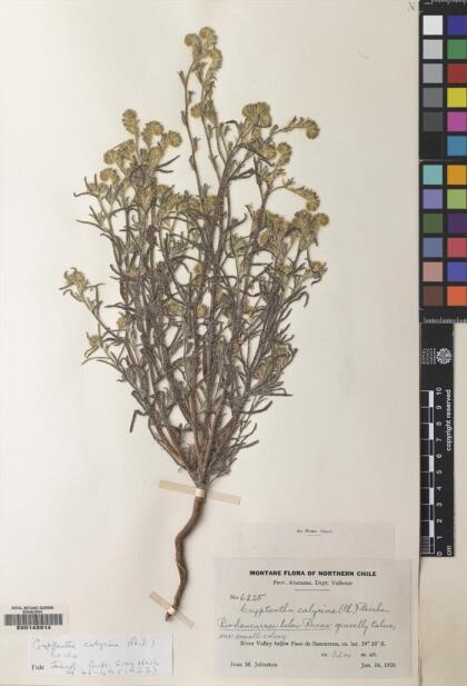 Cryptantha calycina [Espécimen: ]