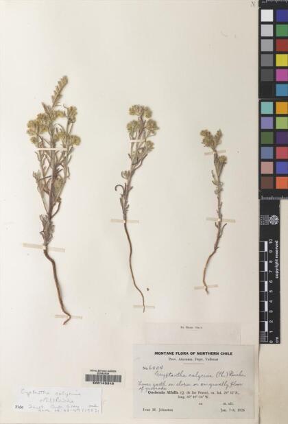 Cryptantha calycina [Espécimen: ]