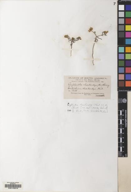 Cryptantha chaetocalyx [Espécimen: ]