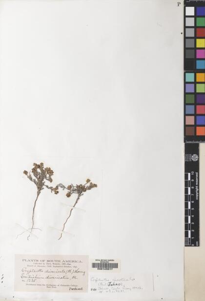 Cryptantha chaetocalyx [Espécimen: ]