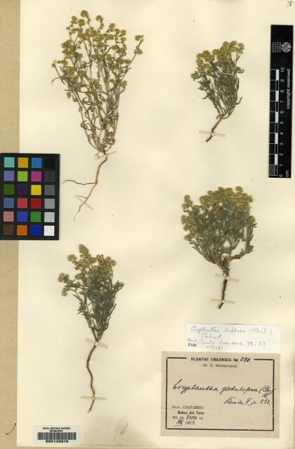 Cryptantha diffusa [Espécimen: ]
