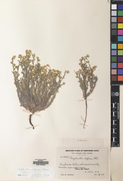 Cryptantha diffusa [Espécimen: ]