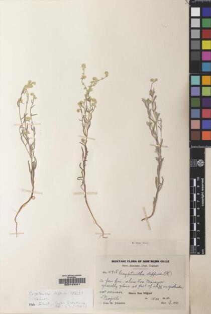 Cryptantha diffusa [Espécimen: ]