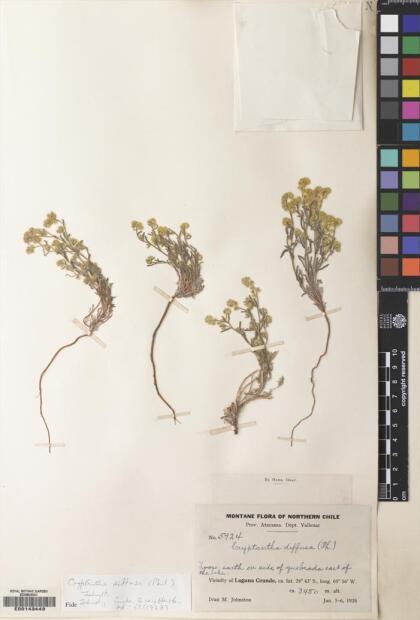 Cryptantha diffusa [Espécimen: ]