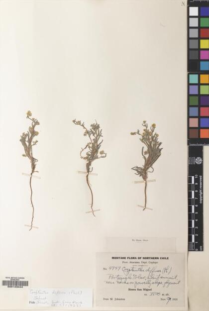Cryptantha diffusa [Espécimen: ]