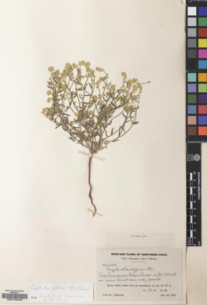 Cryptantha diffusa [Espécimen: ]