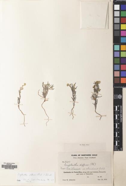 Cryptantha diffusa [Espécimen: ]