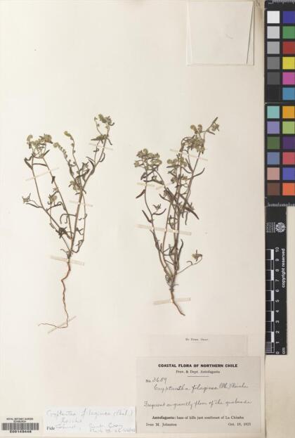 Cryptantha filaginea [Espécimen: ]