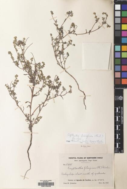 Cryptantha filaginea [Espécimen: ]