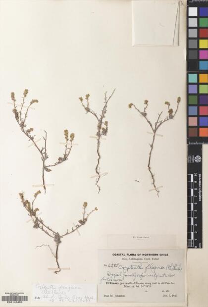 Cryptantha filaginea [Espécimen: ]