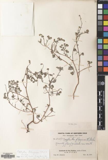 Cryptantha filaginea [Espécimen: ]