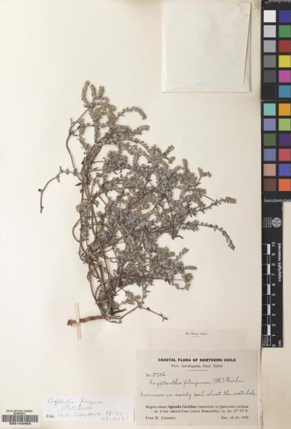 Cryptantha filaginea [Espécimen: ]