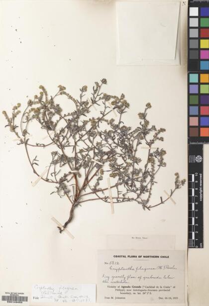 Cryptantha filaginea [Espécimen: ]