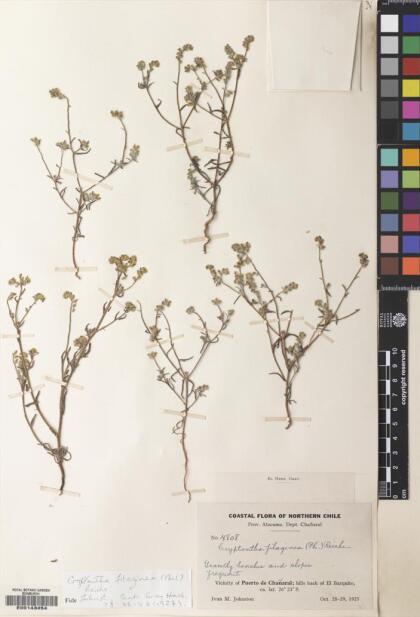 Cryptantha filaginea [Espécimen: ]