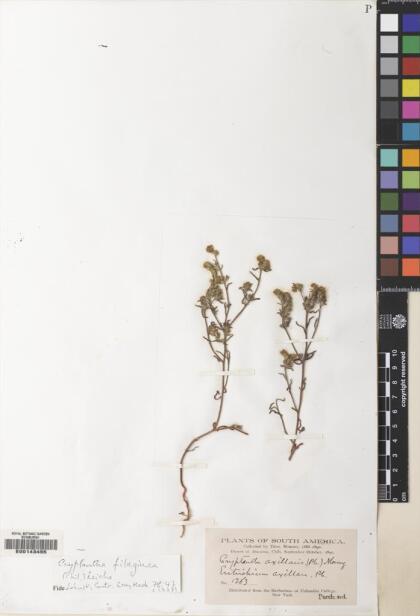 Cryptantha filaginea [Espécimen: ]