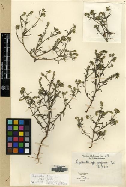 Cryptantha filaginea [Espécimen: ]