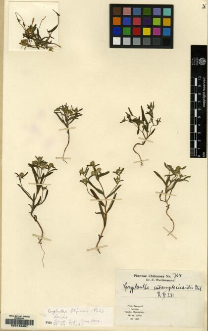 Cryptantha filiformis [Espécimen: ]