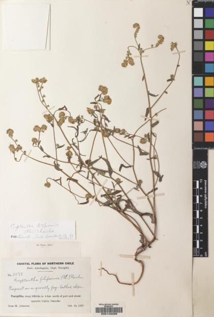 Cryptantha filiformis [Espécimen: ]