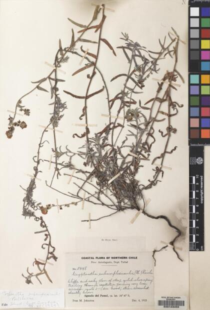 Cryptantha subamplexicaulis [Espécimen: ]