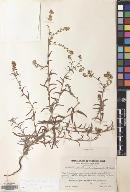 Cryptantha subamplexicaulis [Espécimen: ]